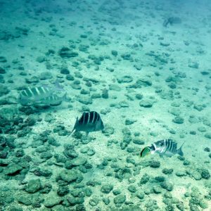 Snorkeling Tour to Caño Island from Puerto Jiménez