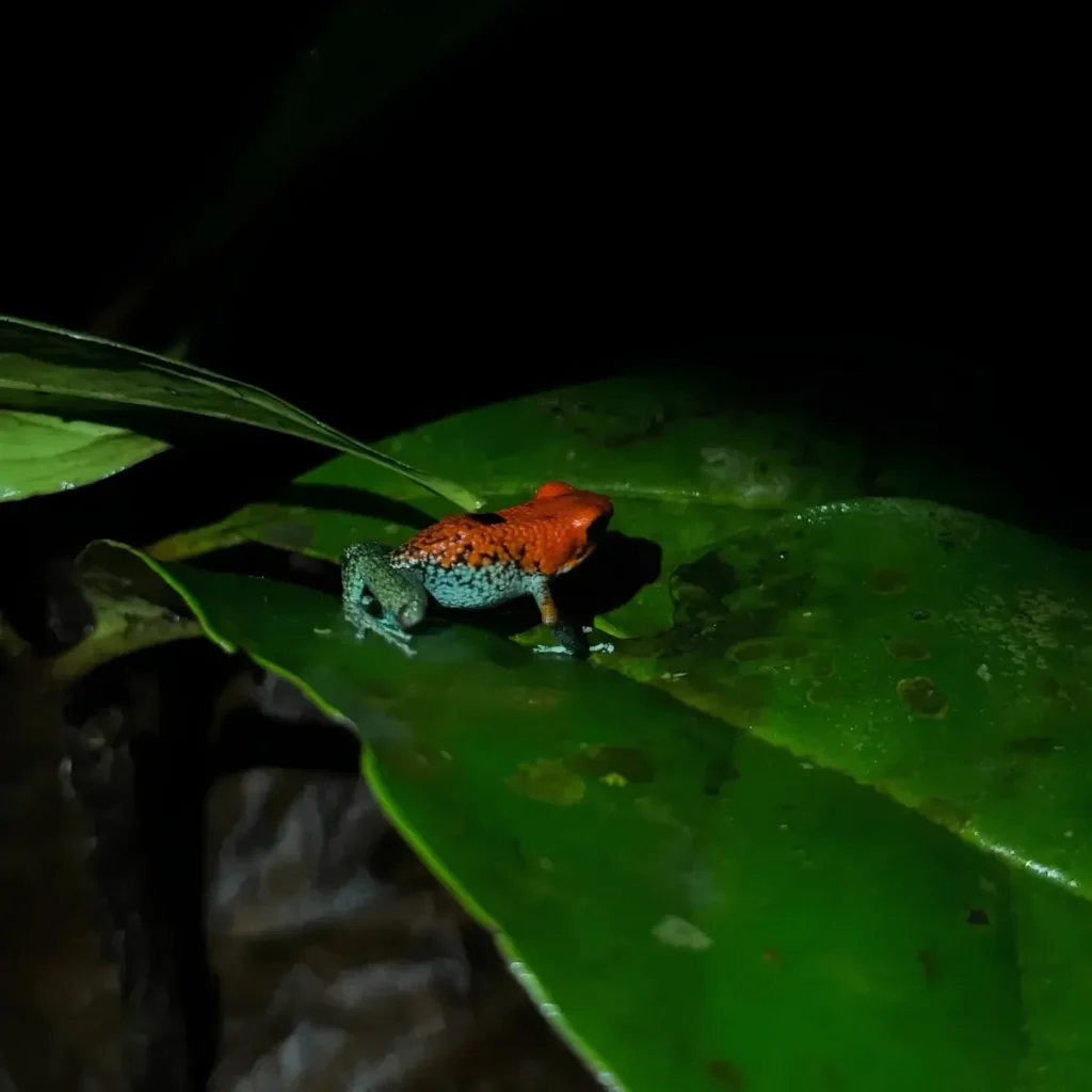 Night Tour – Osa Peninsula
