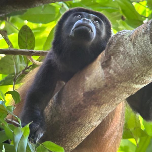 La Leona Corcovado One day Tour