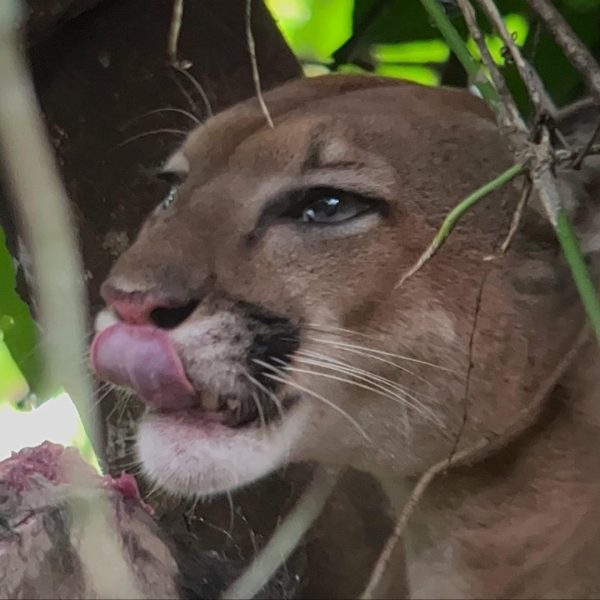 Sirena Overnight Tour Boat in & Out , 2 Days & 1 Night