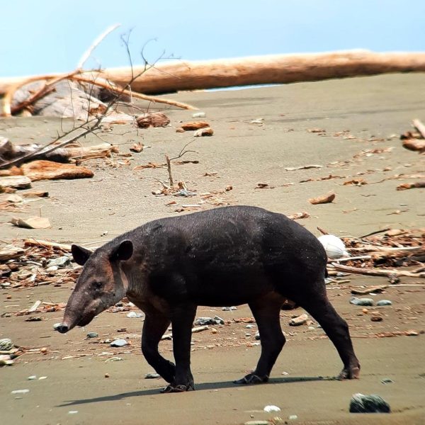 Sirena Day Tour From Puerto Jiménez – Exploration: Boat In & Boat Out