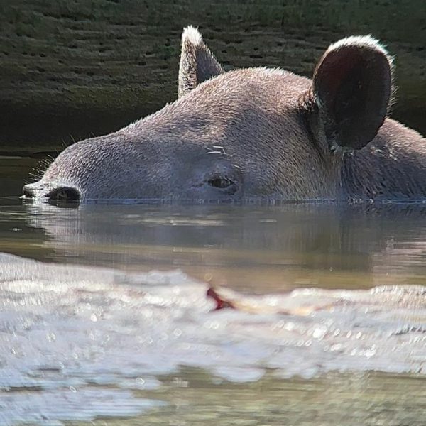 Leona – Sirena overnight Tour Long Hike   2 days / 1 night