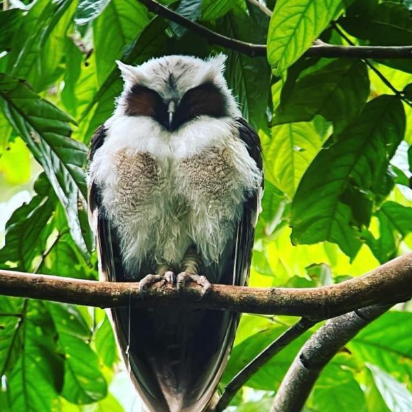 Birdwatching Adventure