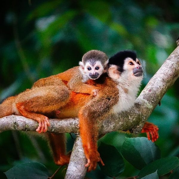 Tour de Manglar Sierpe de Osa desde Puerto Jimenez